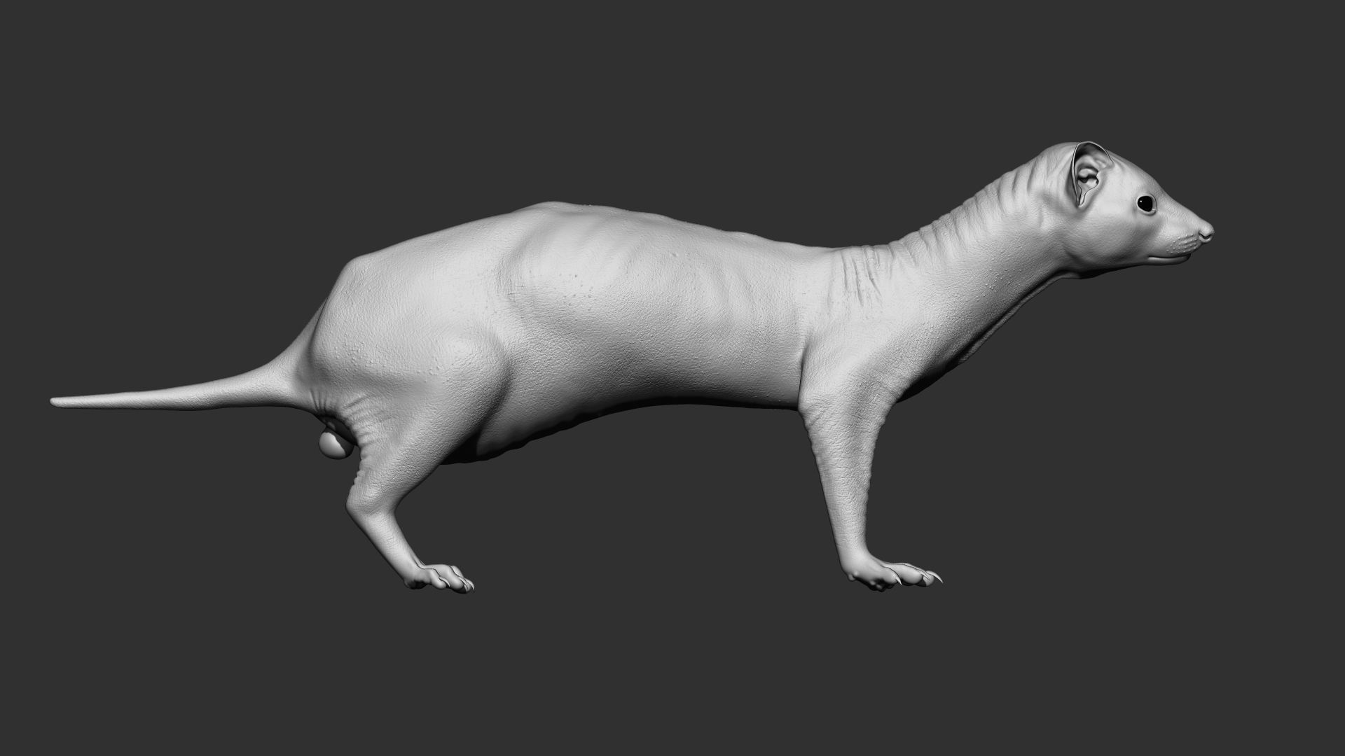 VFX Ready ferret 3d model  3D model_3