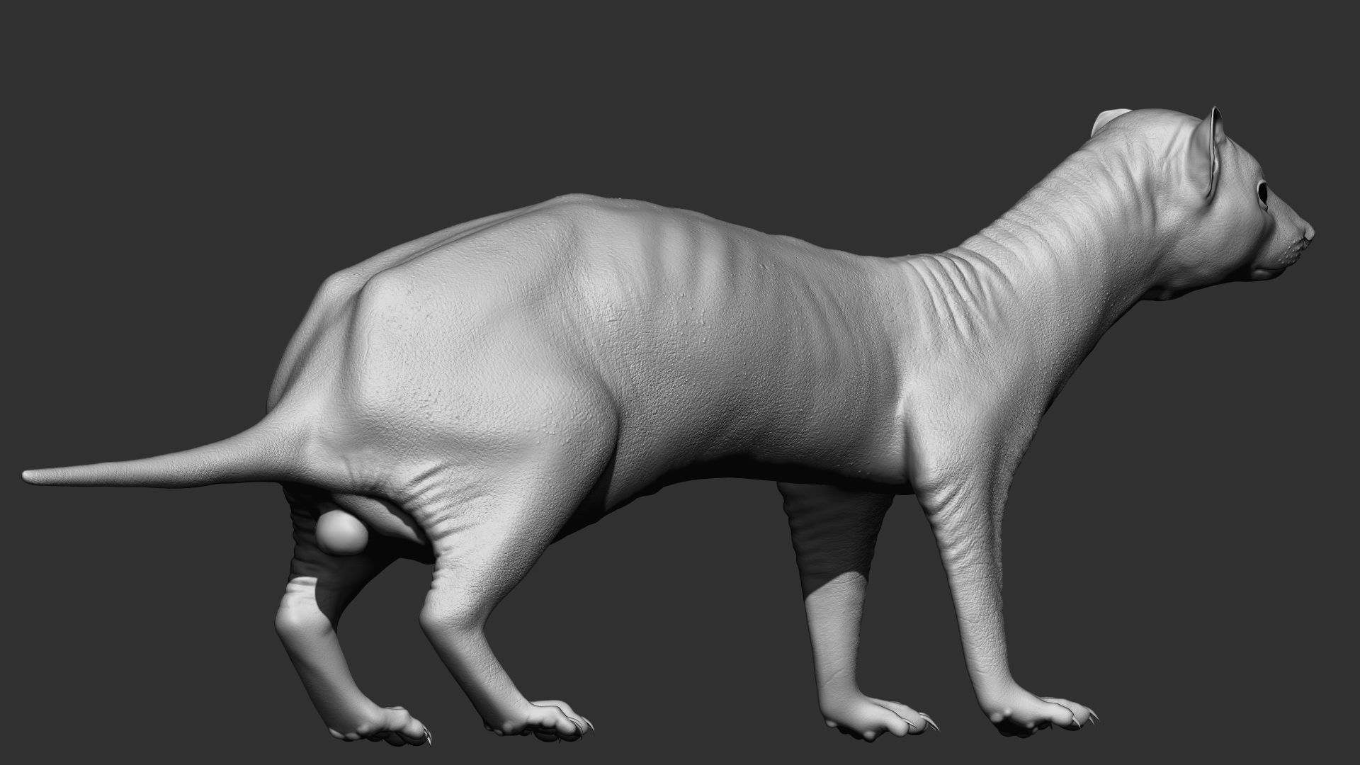 VFX Ready ferret 3d model  3D model_6