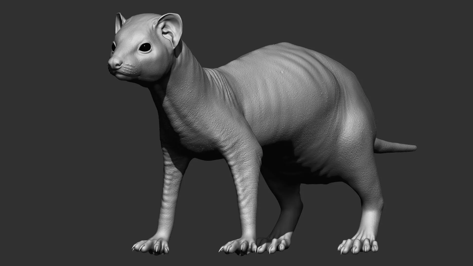 VFX Ready ferret 3d model  3D model_0