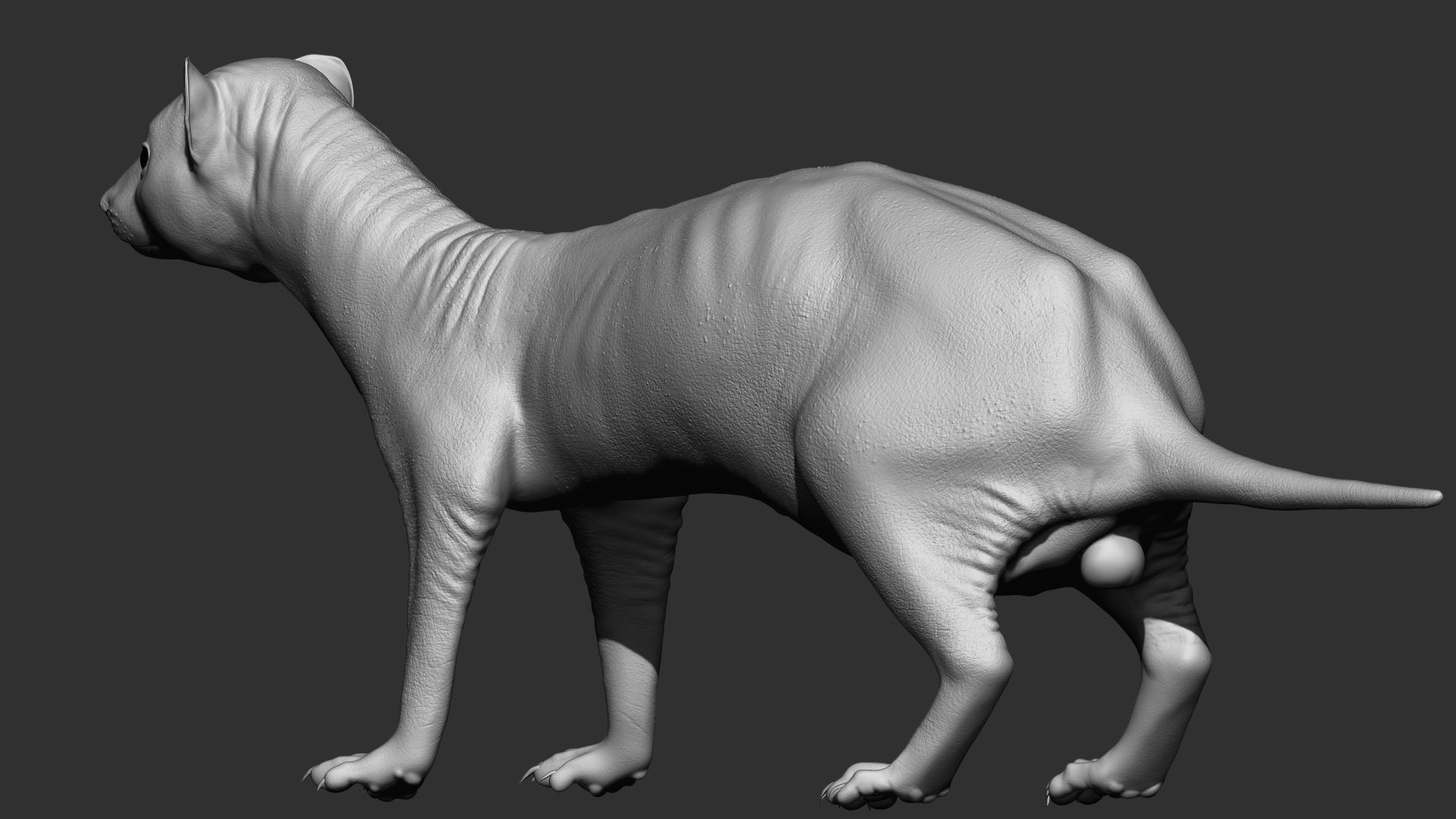 VFX Ready ferret 3d model  3D model_5