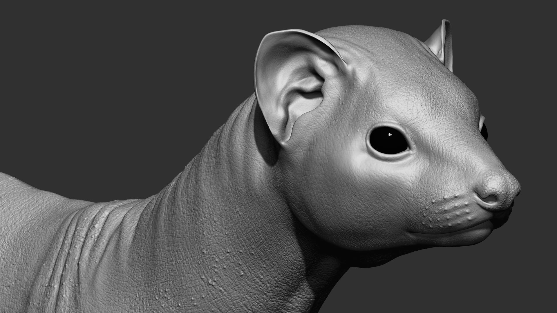 VFX Ready ferret 3d model  3D model_4