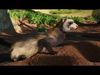 VFX Ready ferret 3d model  3D model_1