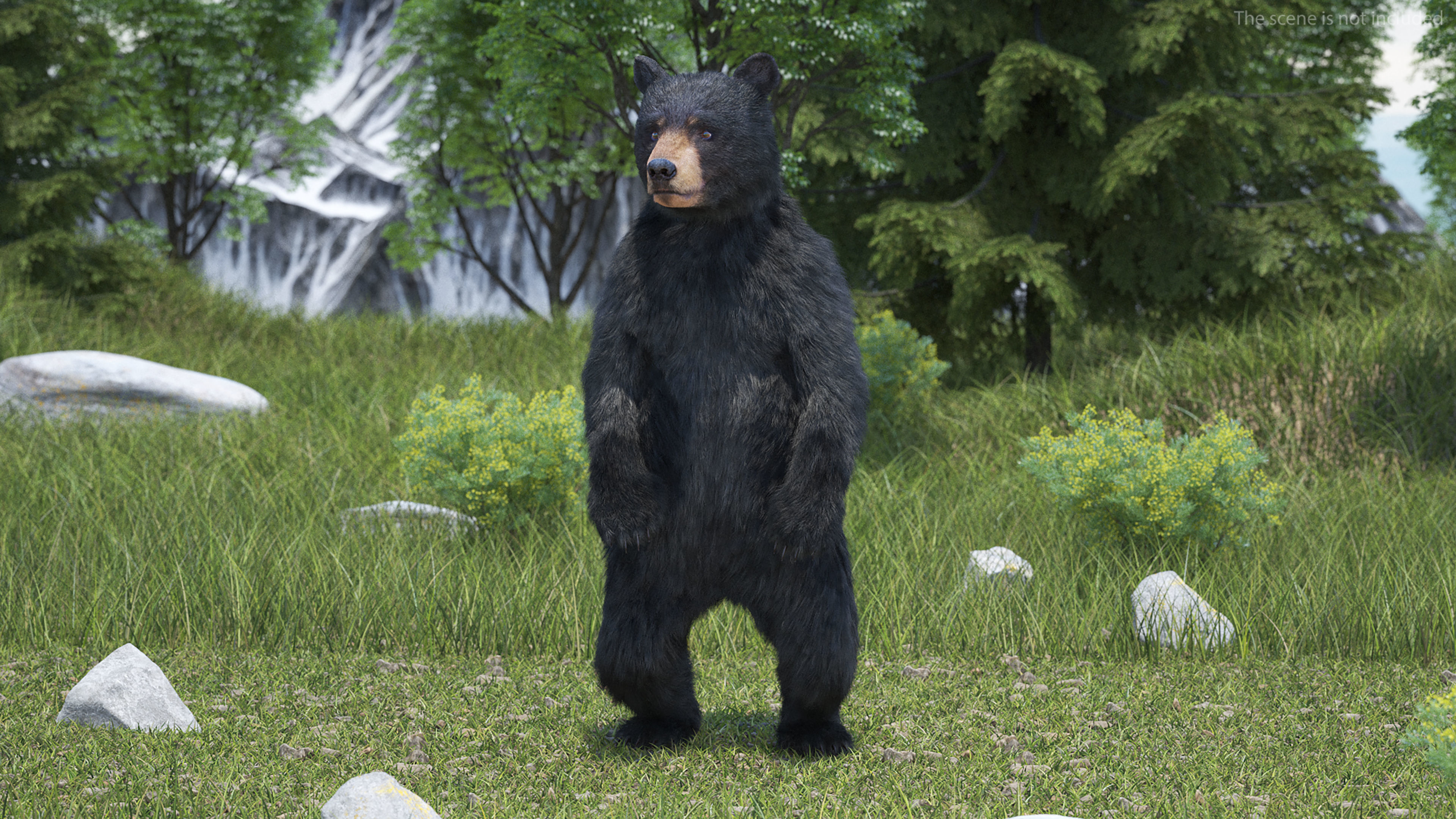 Young Black Bear Fur Rigged 3D model