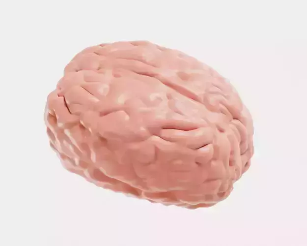Brain 3d model Low-poly 3D model