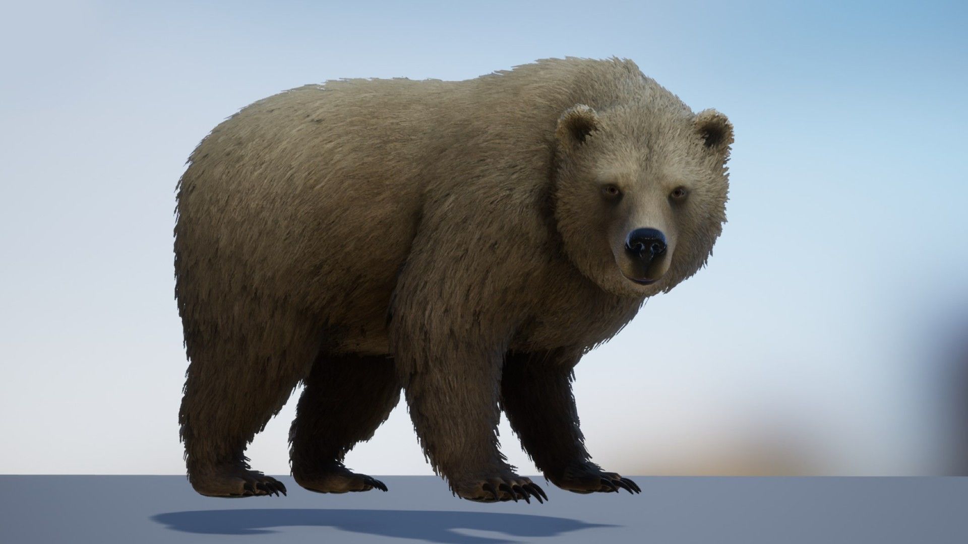 Realistic Bears Low-poly 3D model_3