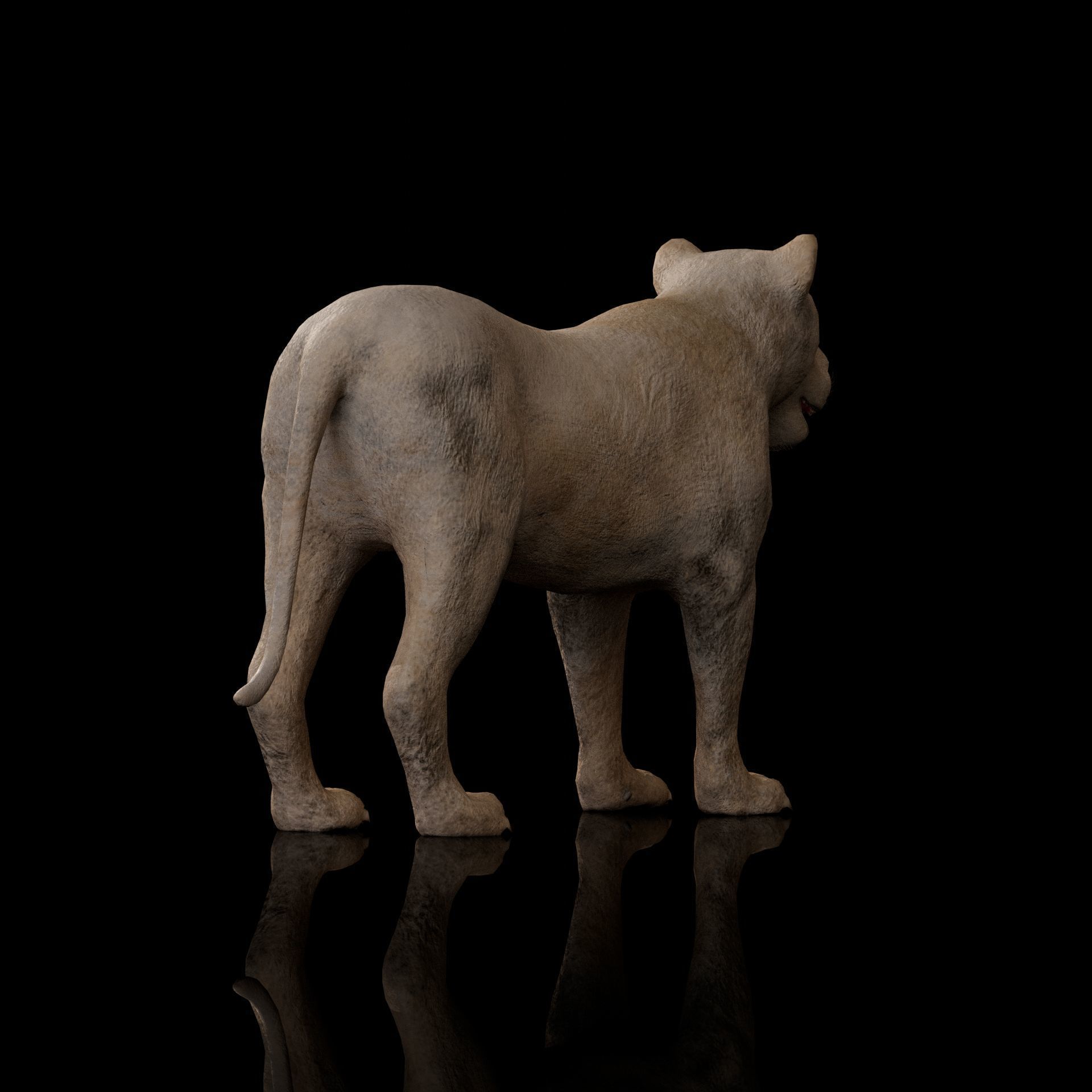 animal lion Low-poly 3D model_8