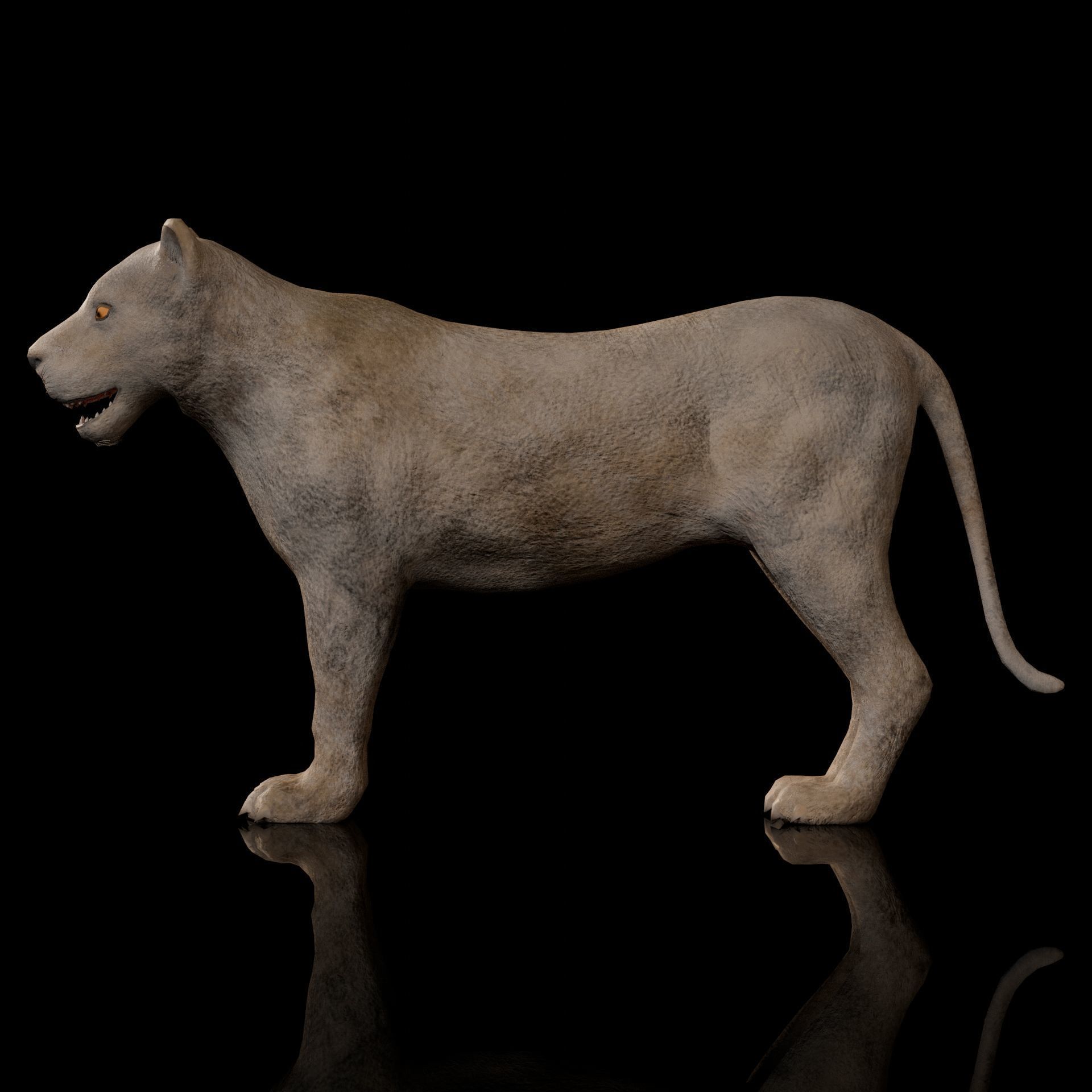 animal lion Low-poly 3D model_4