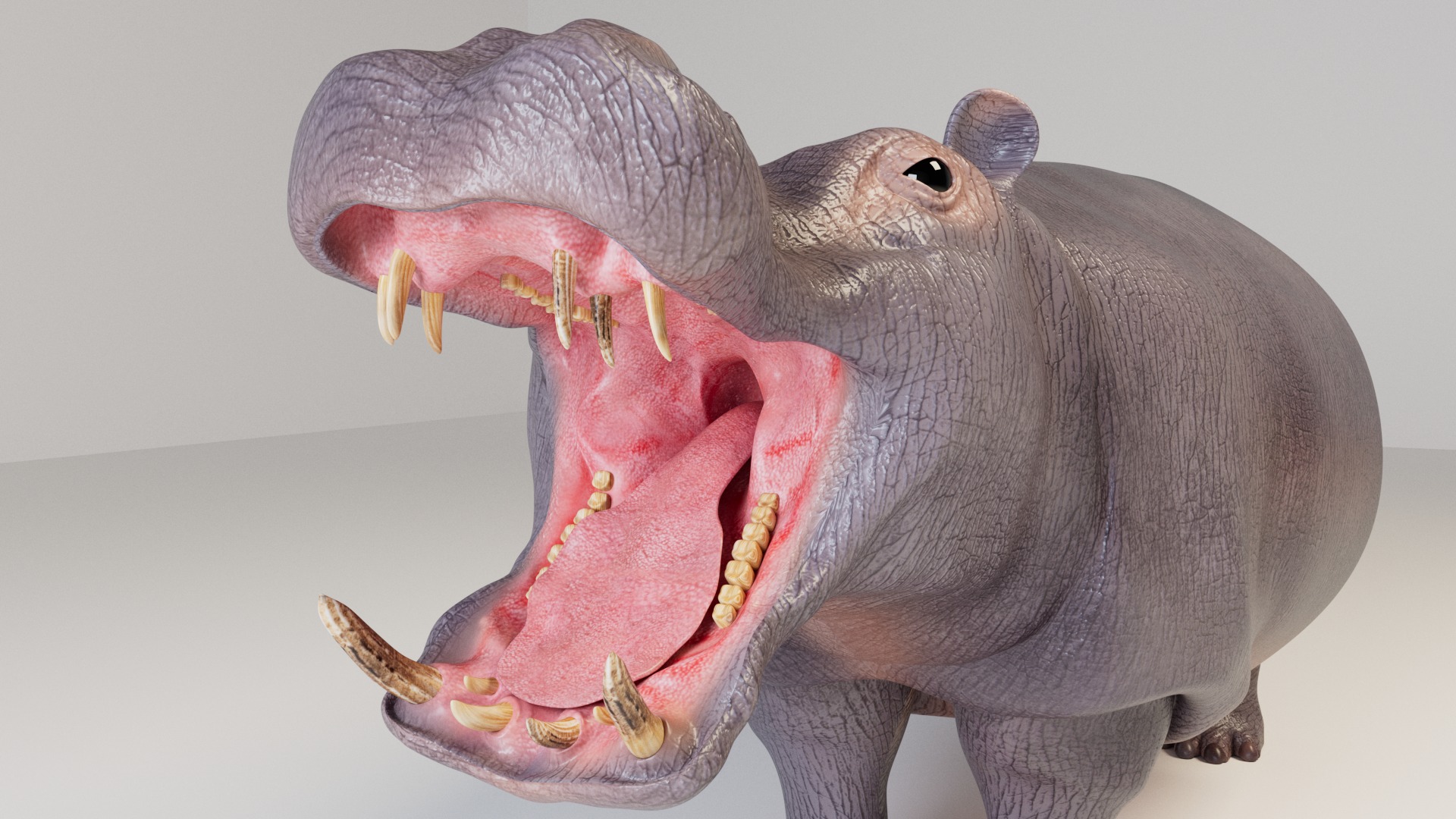Hippopotamus 3D model_13