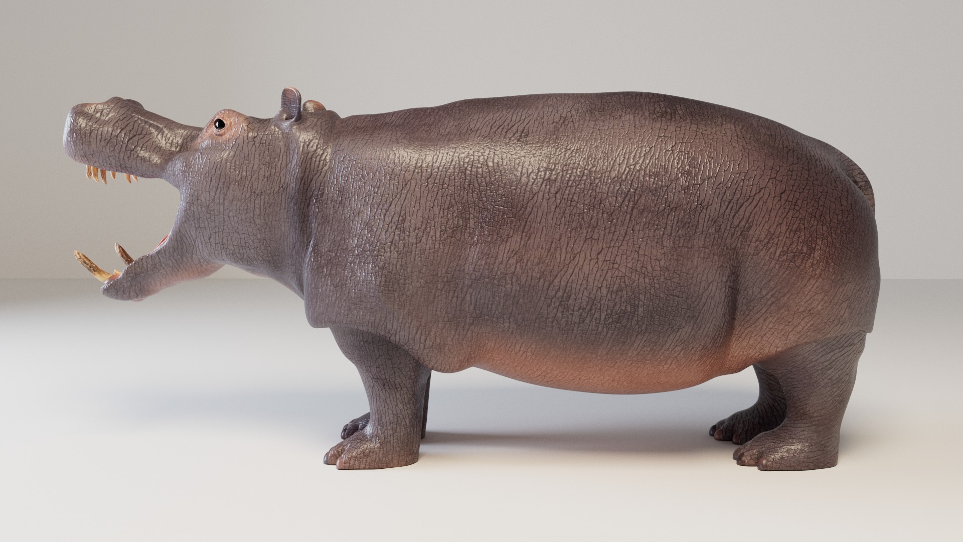 Hippopotamus 3D model_11