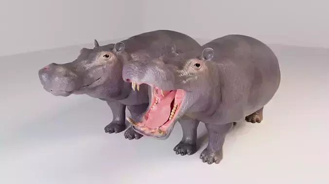 Hippopotamus 3D model