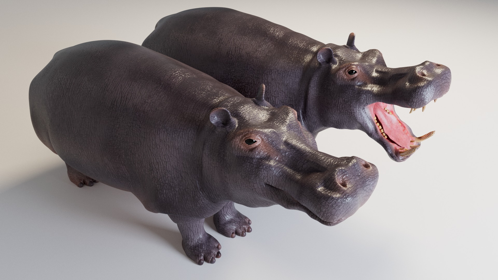 Hippopotamus 3D model_8