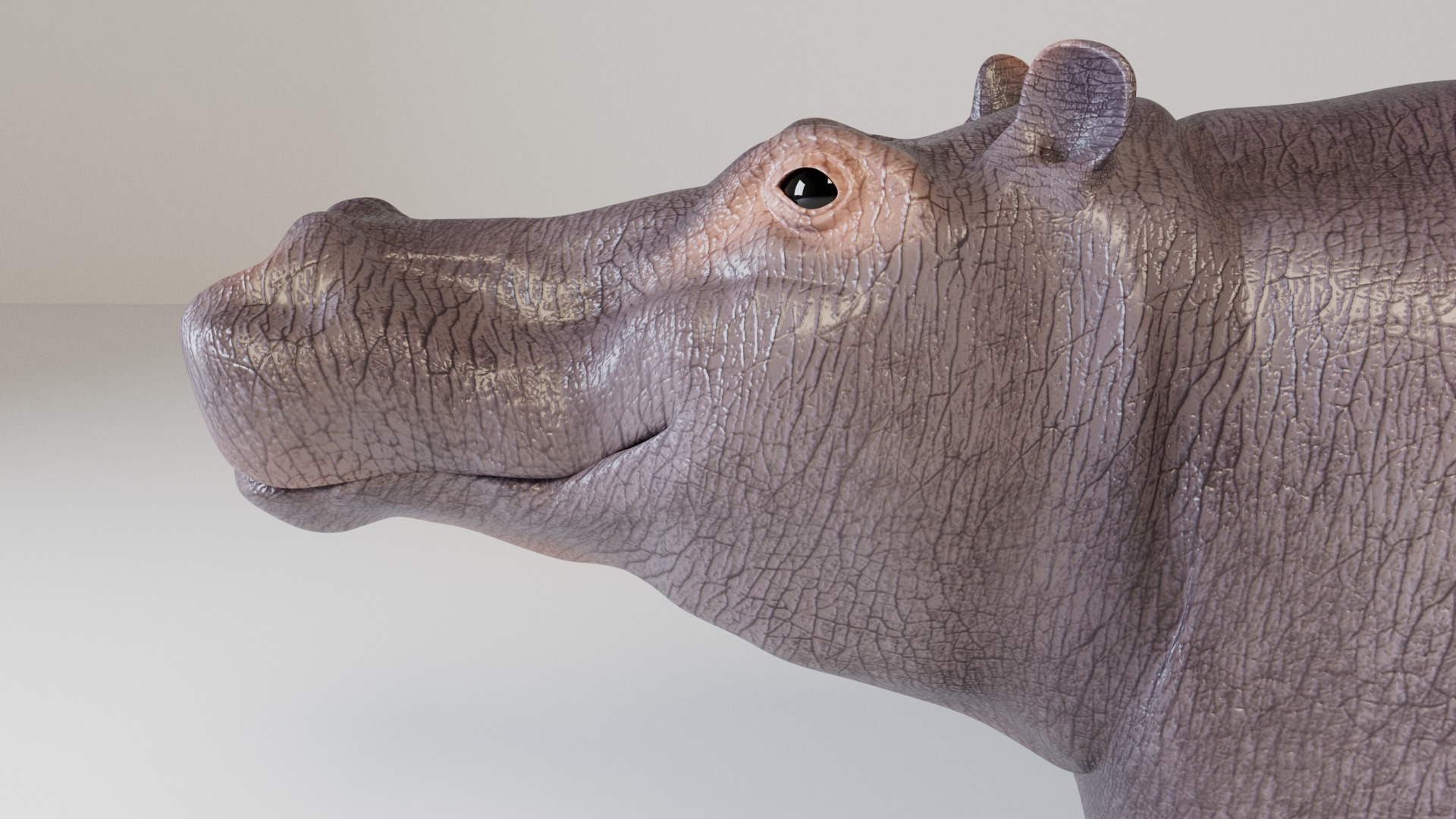 Hippopotamus 3D model_3