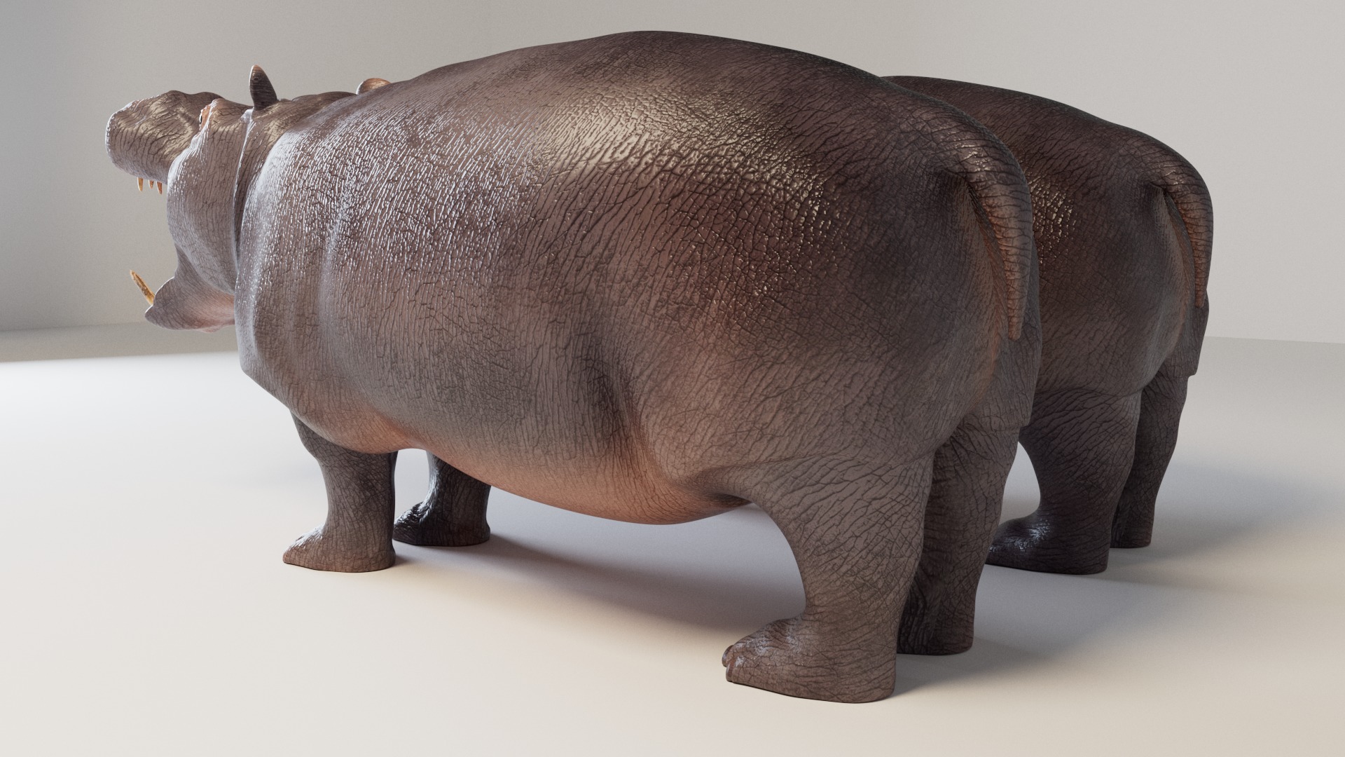 Hippopotamus 3D model_9