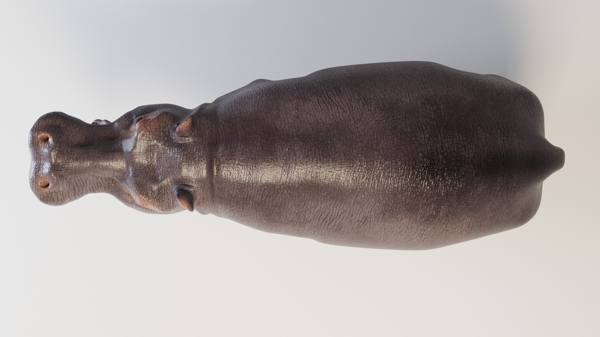 Hippopotamus 3D model_10