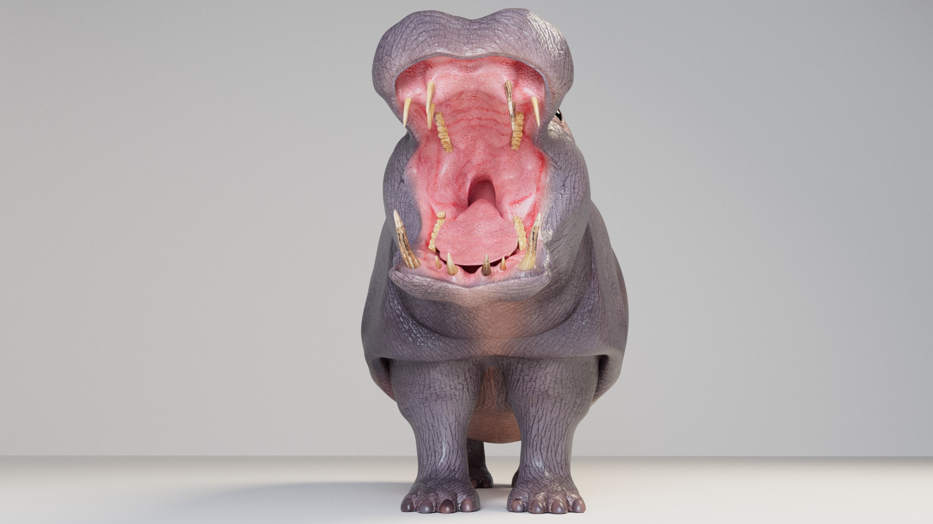 Hippopotamus 3D model_1