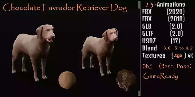 Chocolate Labrador Retriever Dog