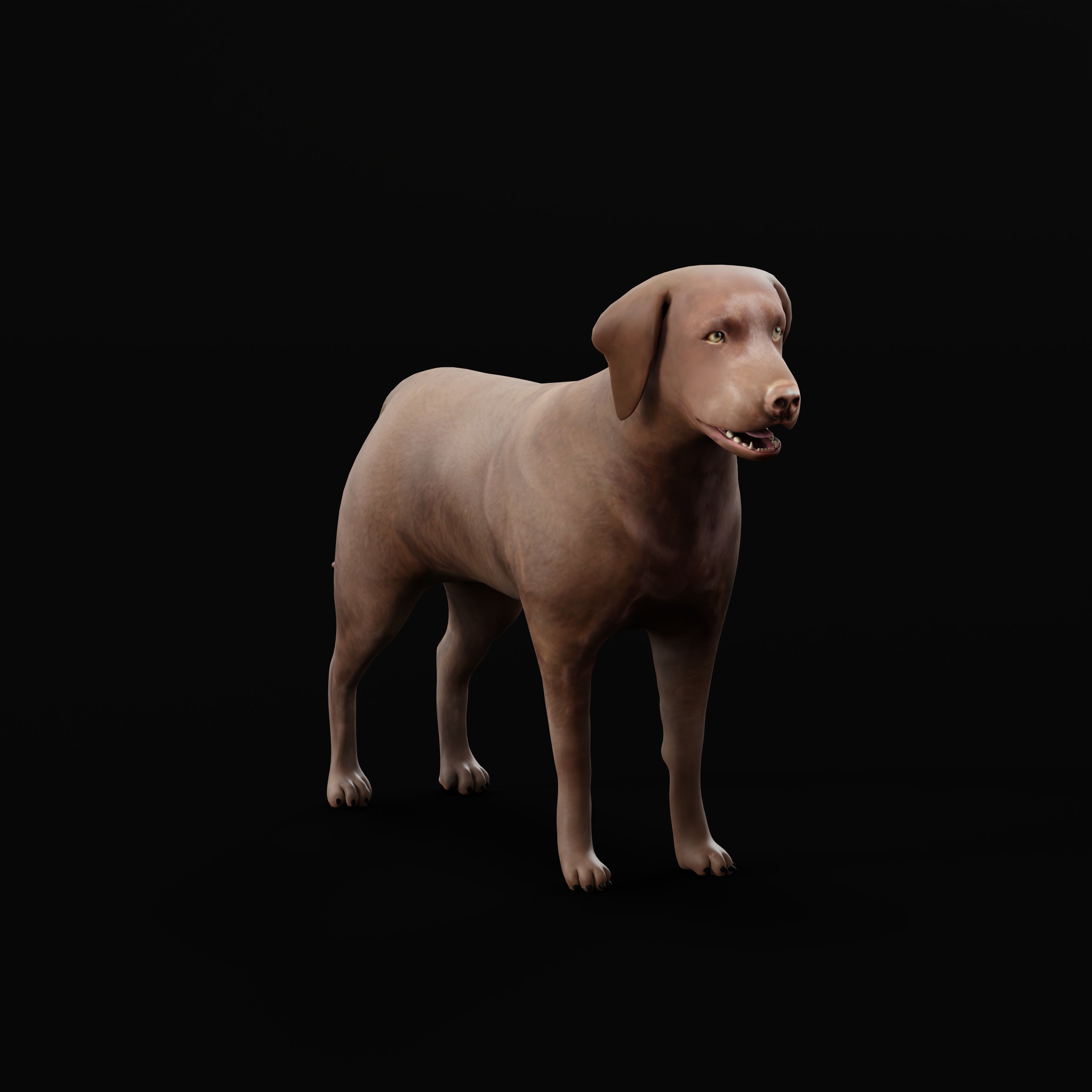 Chocolate Labrador Retriever Dog Low-poly 3D model_31