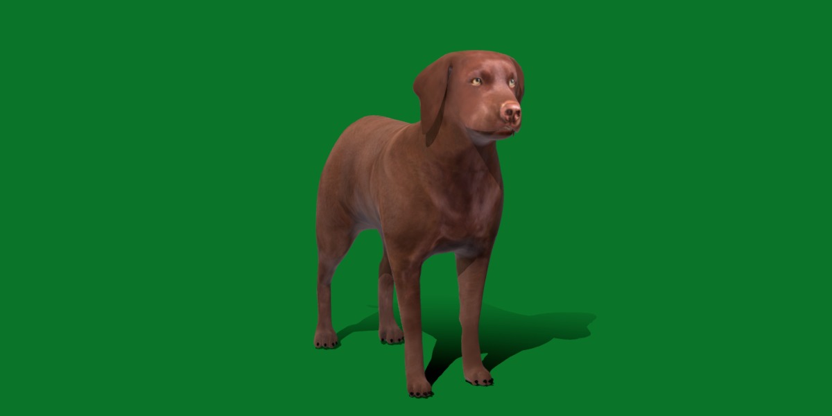 Chocolate Labrador Retriever Dog Low-poly 3D model_13