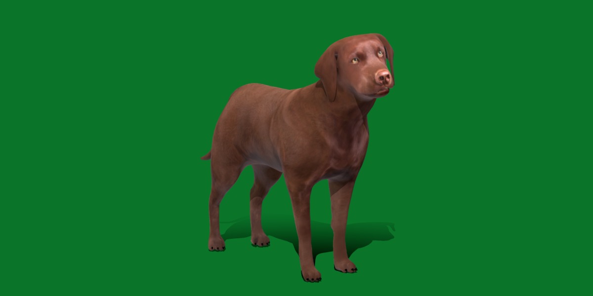 Chocolate Labrador Retriever Dog Low-poly 3D model_26
