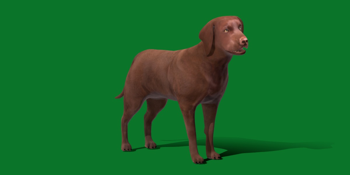 Chocolate Labrador Retriever Dog Low-poly 3D model_24