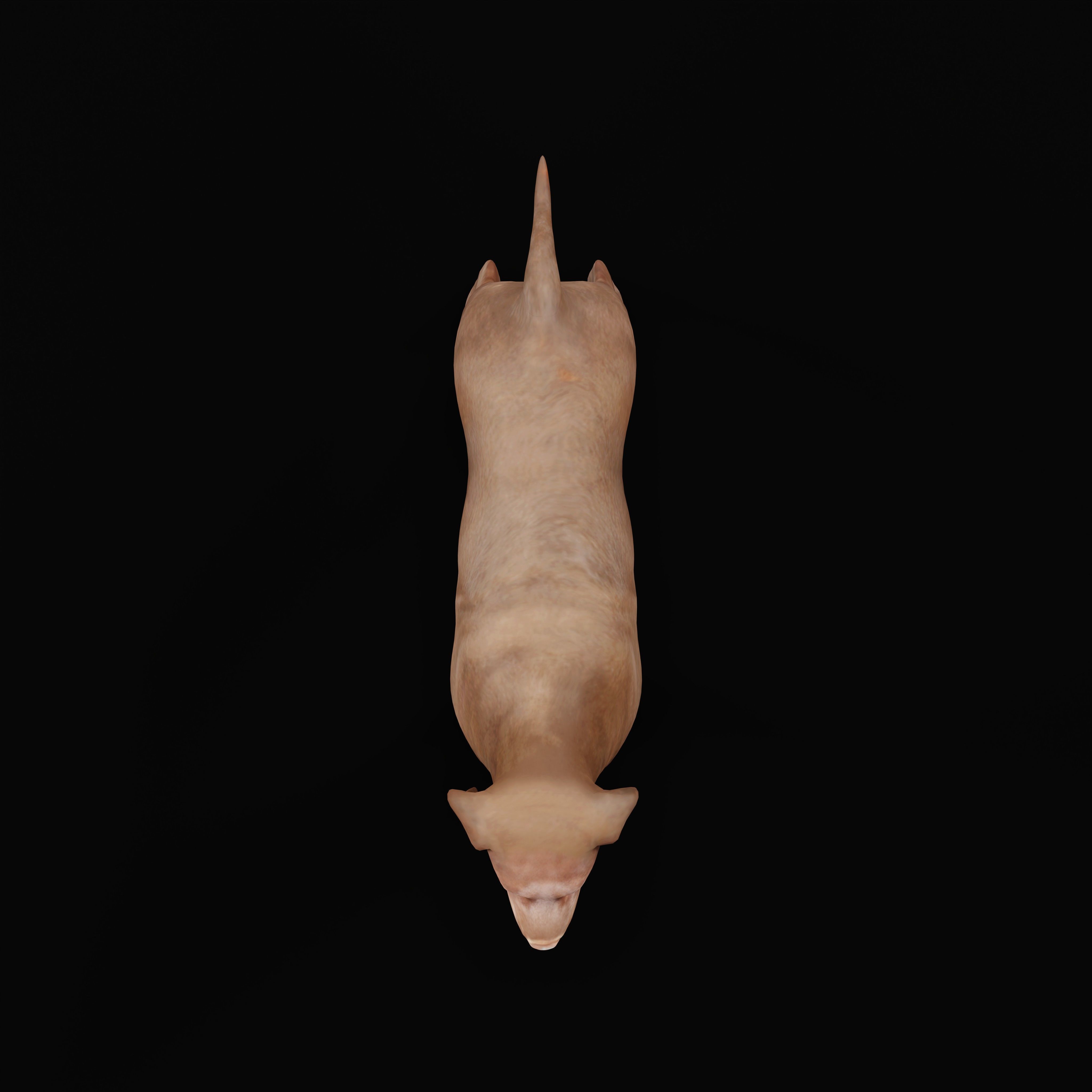 Chocolate Labrador Retriever Dog Low-poly 3D model_34