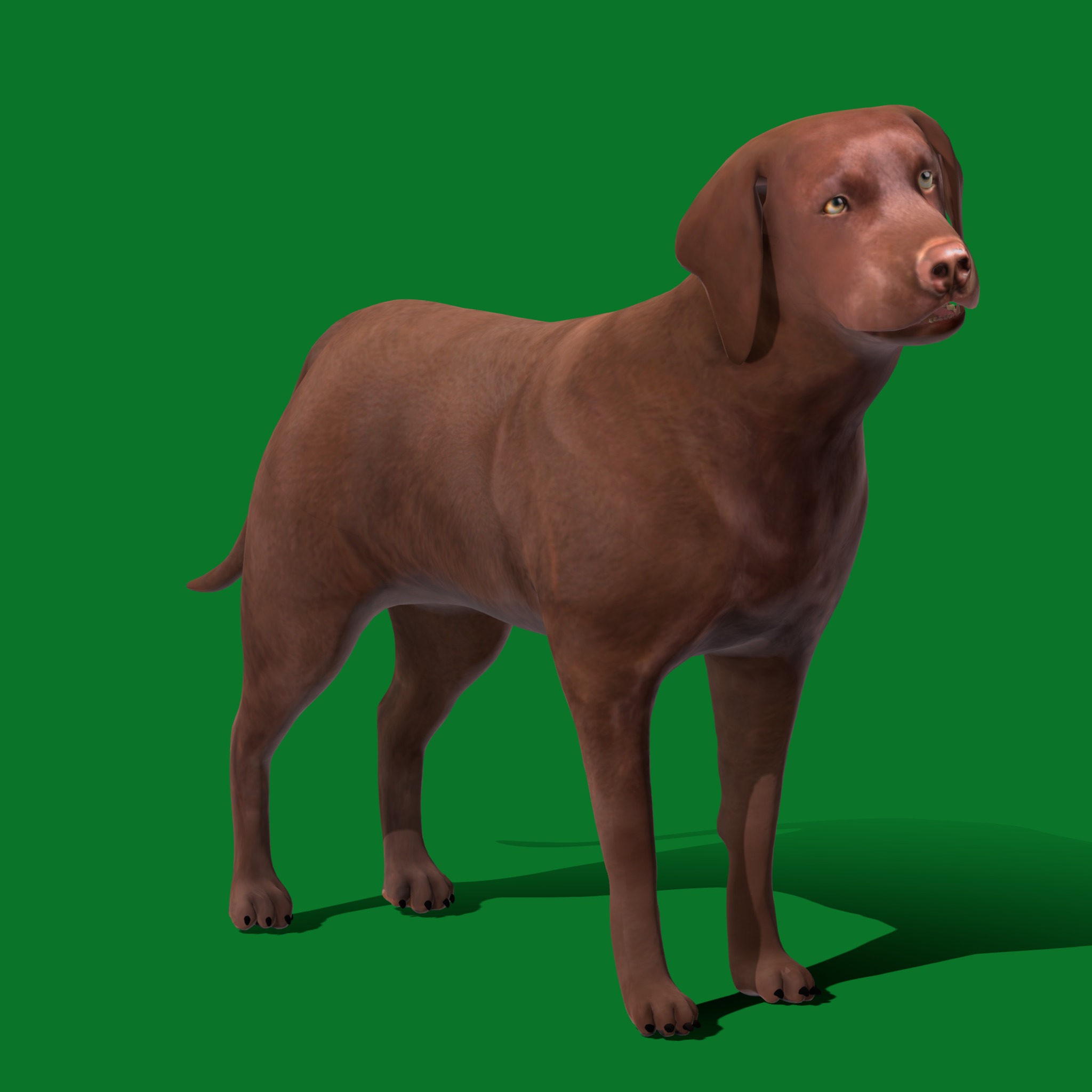 Chocolate Labrador Retriever Dog Low-poly 3D model_18