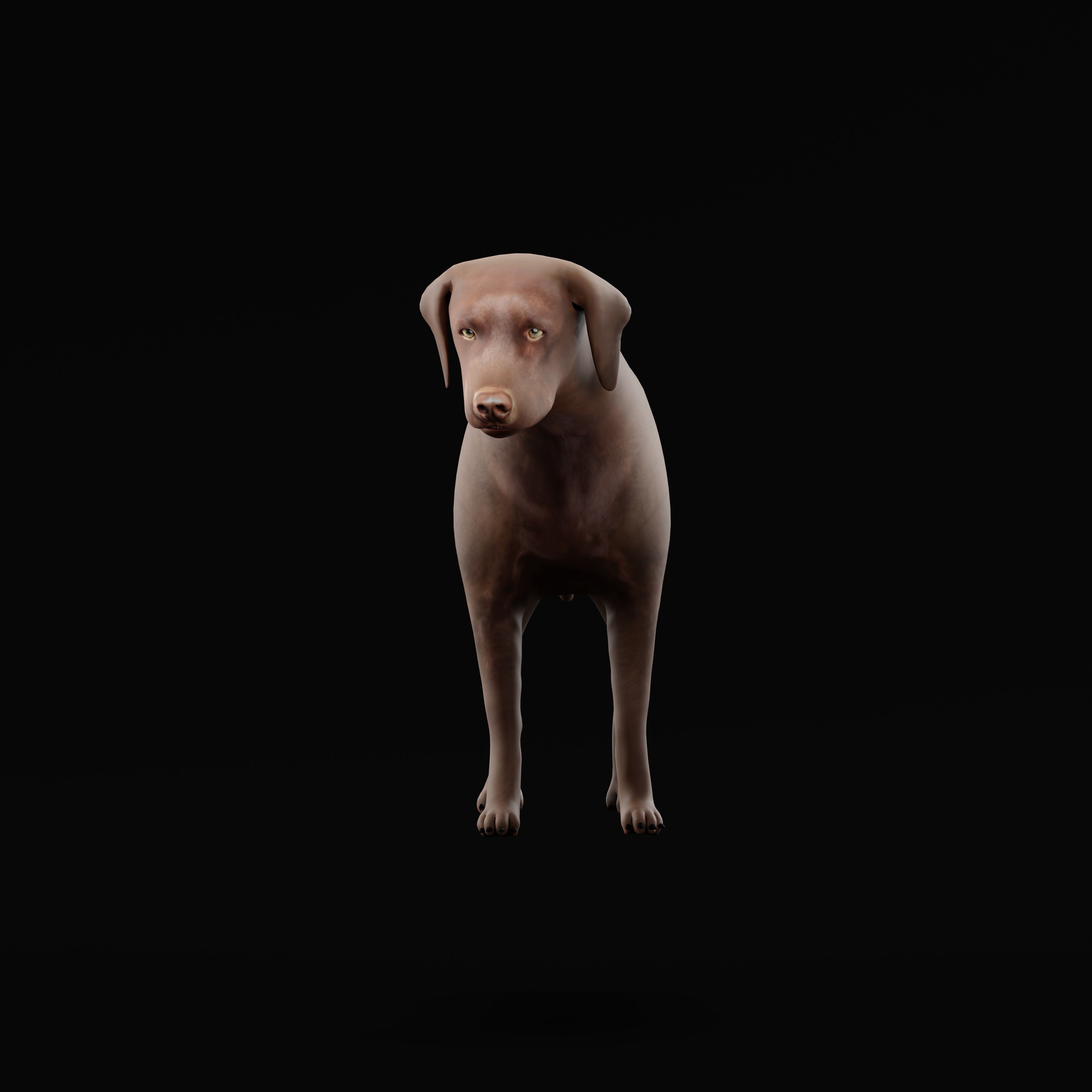 Chocolate Labrador Retriever Dog Low-poly 3D model_30