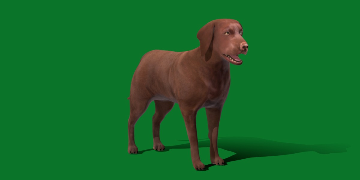 Chocolate Labrador Retriever Dog Low-poly 3D model_16