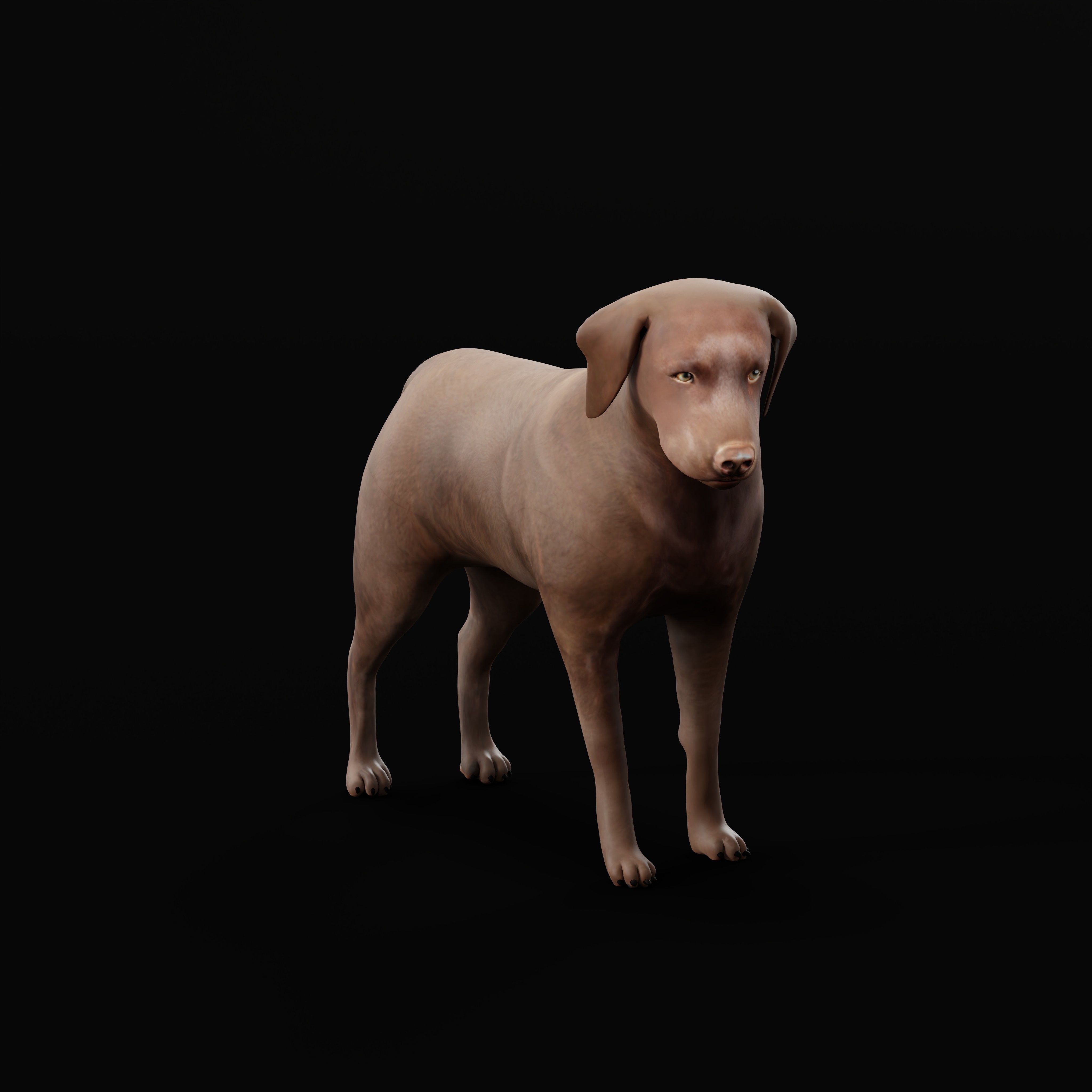 Chocolate Labrador Retriever Dog Low-poly 3D model_29