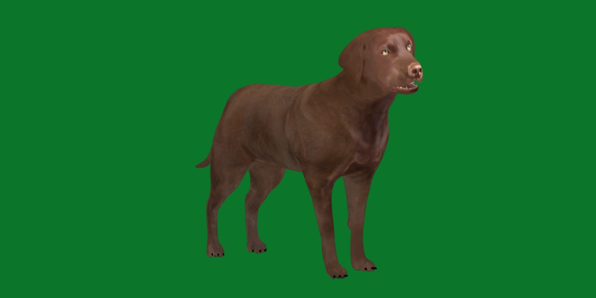 Chocolate Labrador Retriever Dog Low-poly 3D model_4
