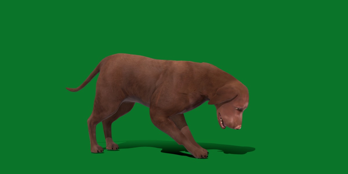 Chocolate Labrador Retriever Dog Low-poly 3D model_19