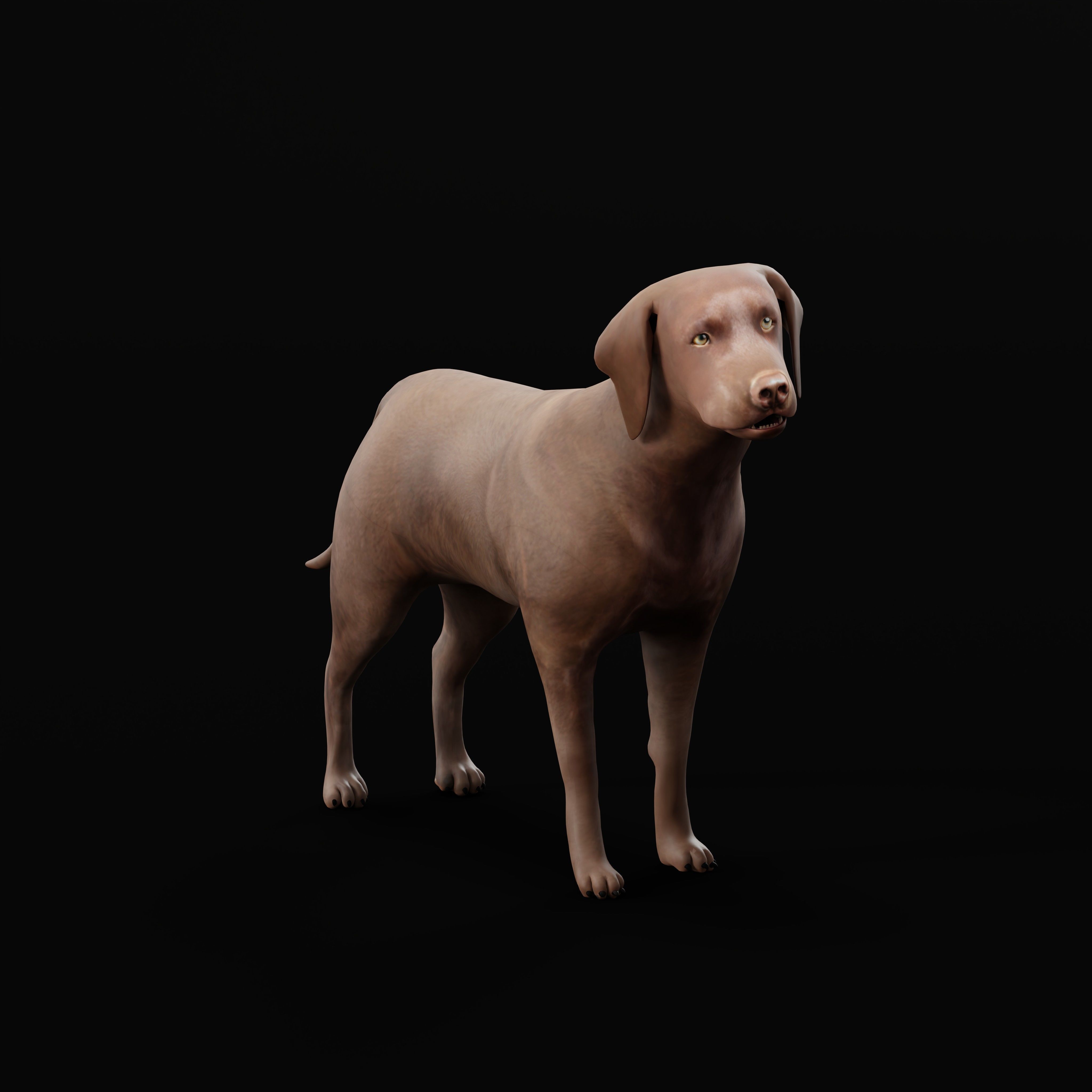 Chocolate Labrador Retriever Dog Low-poly 3D model_32
