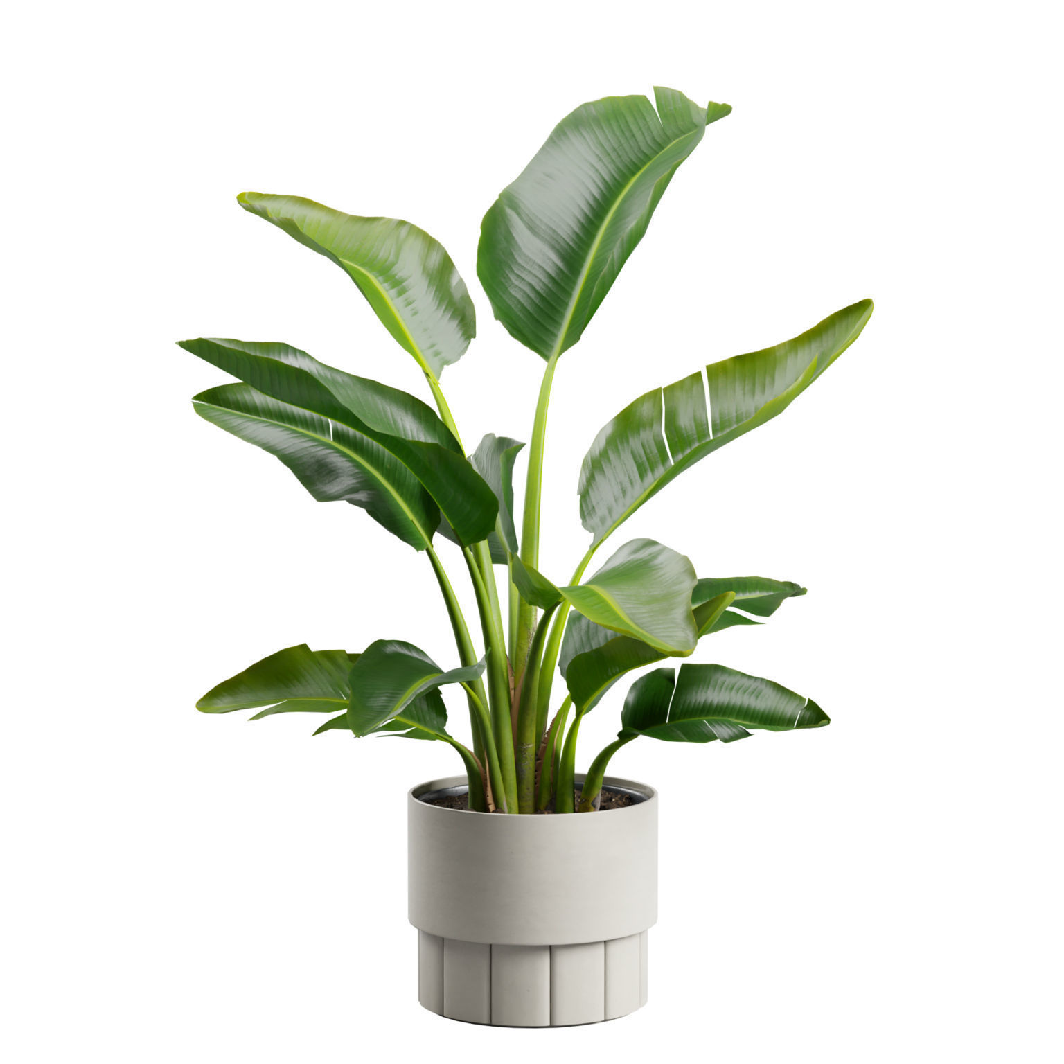 Small Strelitzia Plant  3D model_1