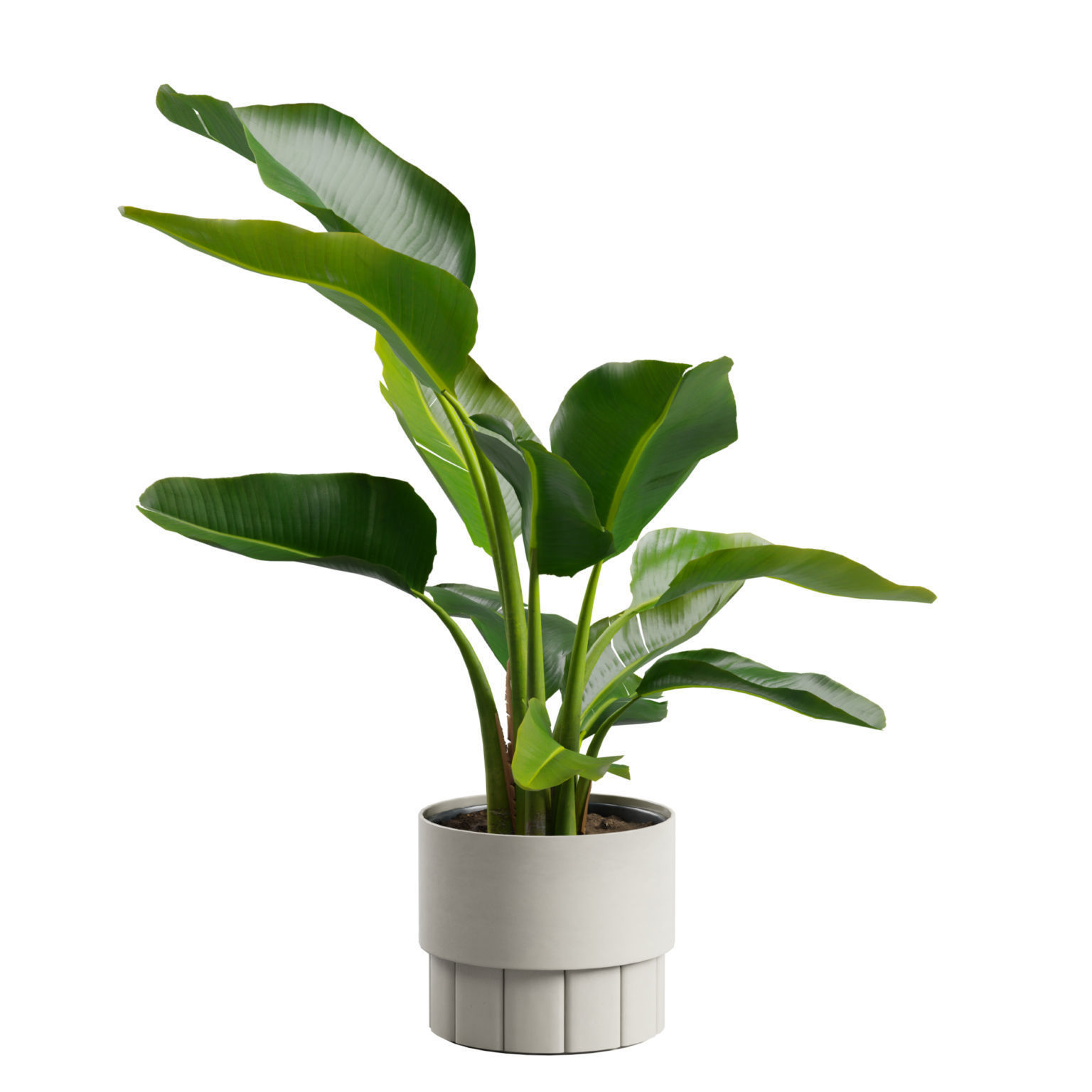 Small Strelitzia Plant  3D model_3