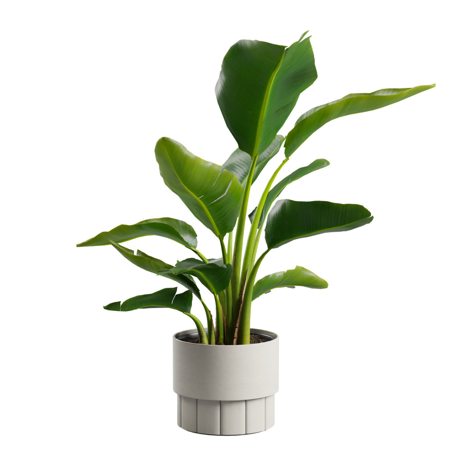 Small Strelitzia Plant  3D model_7