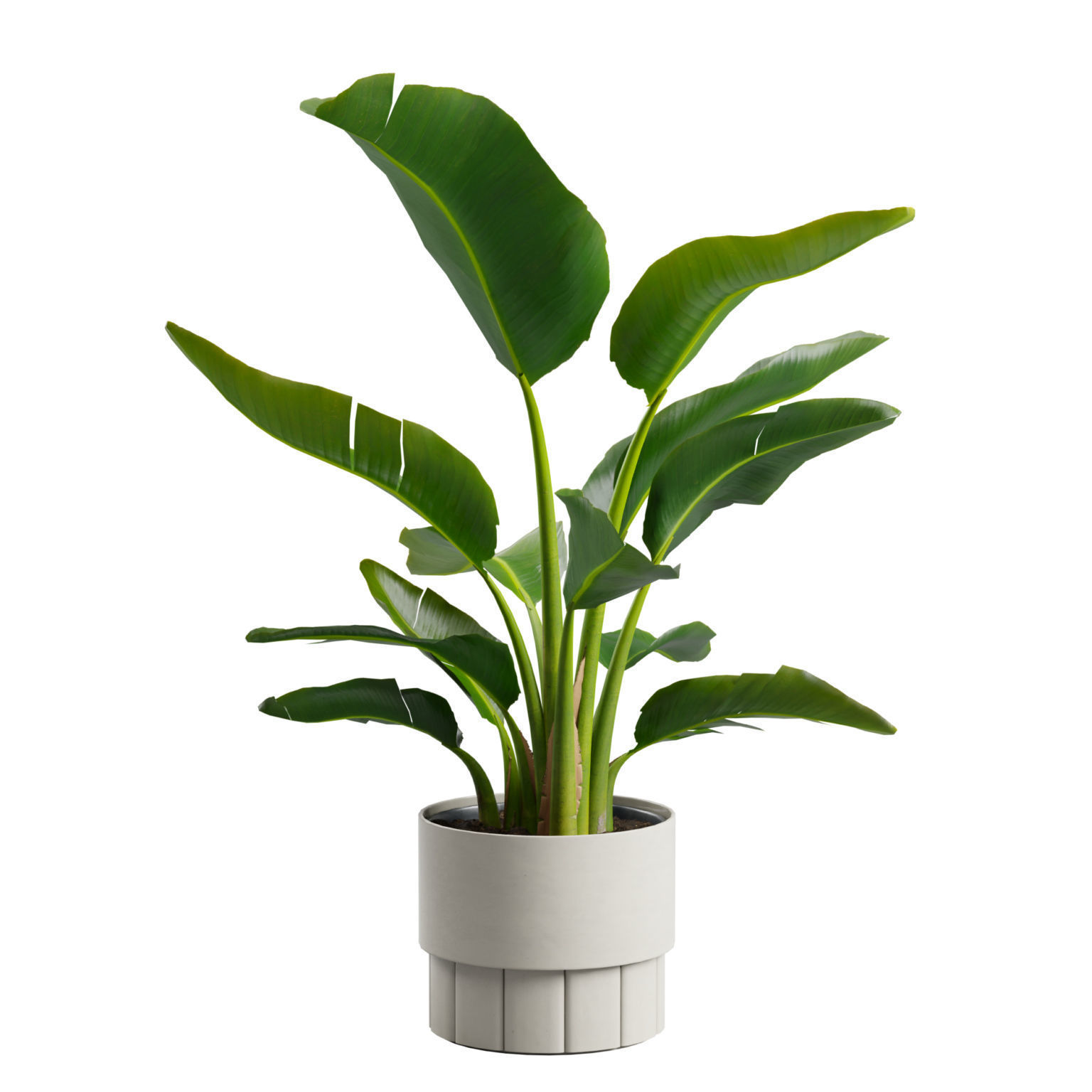 Small Strelitzia Plant  3D model_6