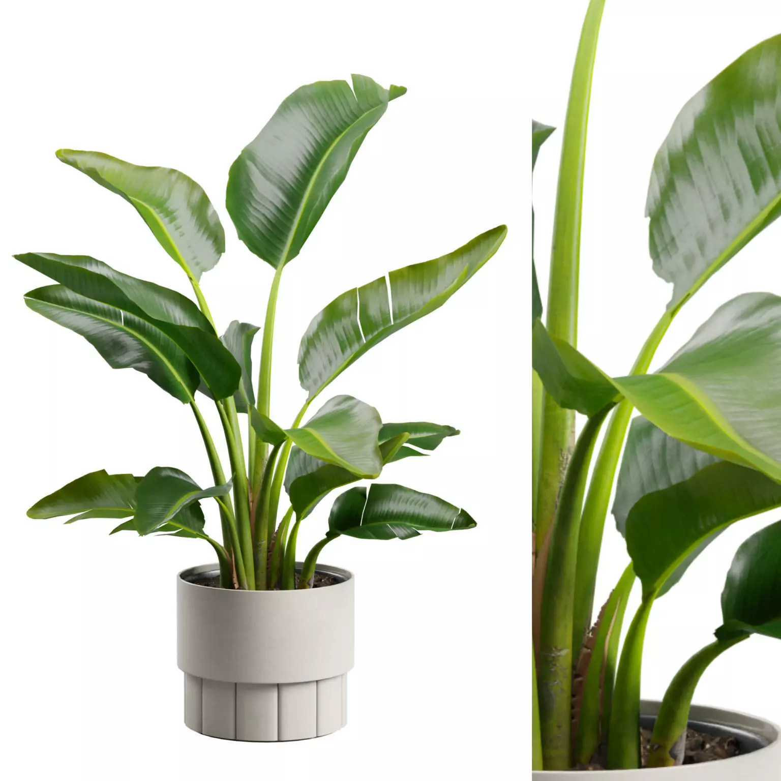 Small Strelitzia Plant  3D model_0