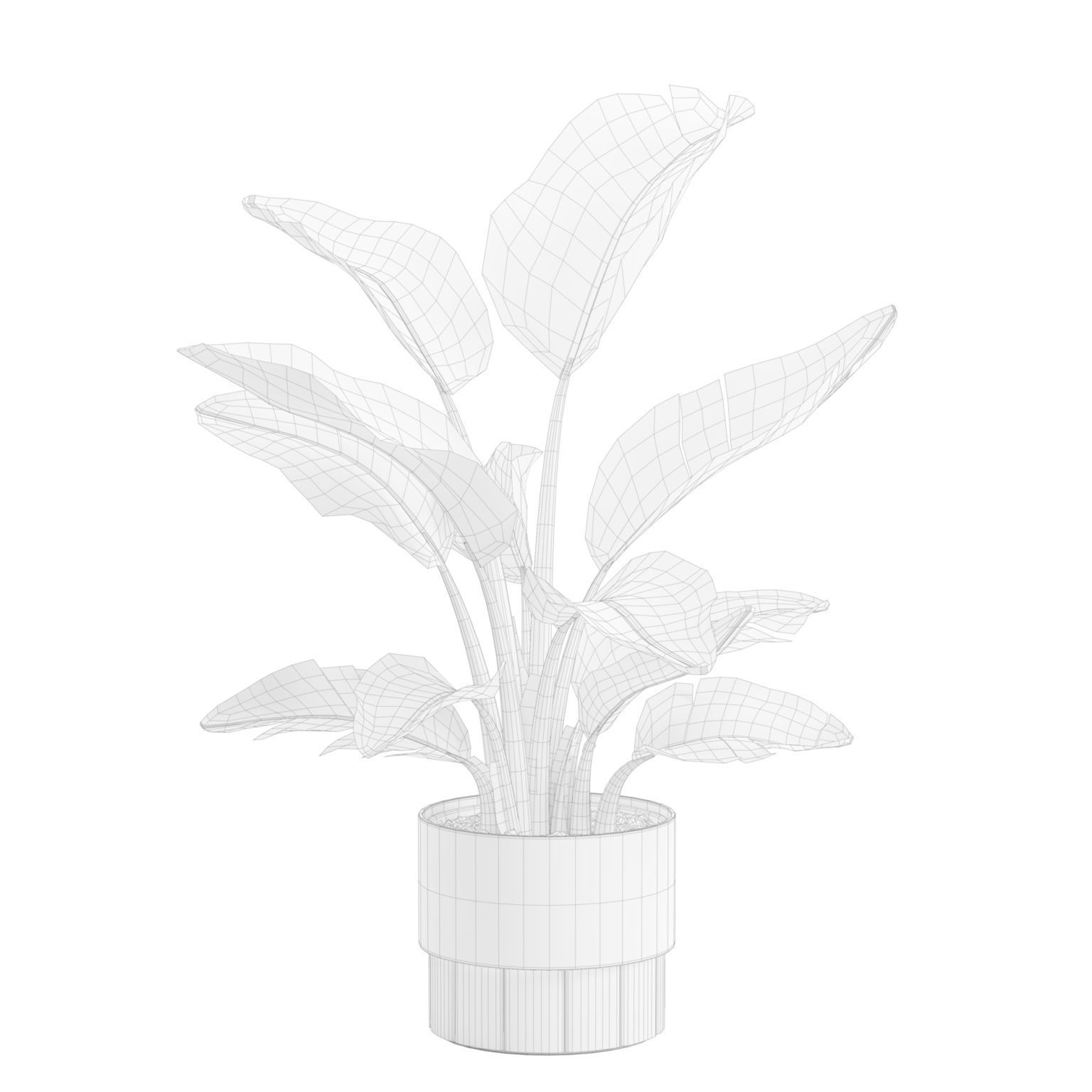 Small Strelitzia Plant  3D model_2