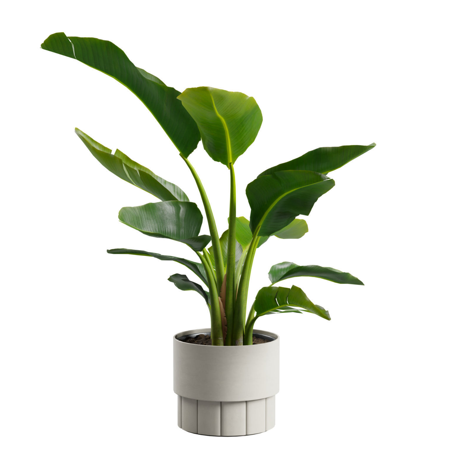 Small Strelitzia Plant  3D model_4