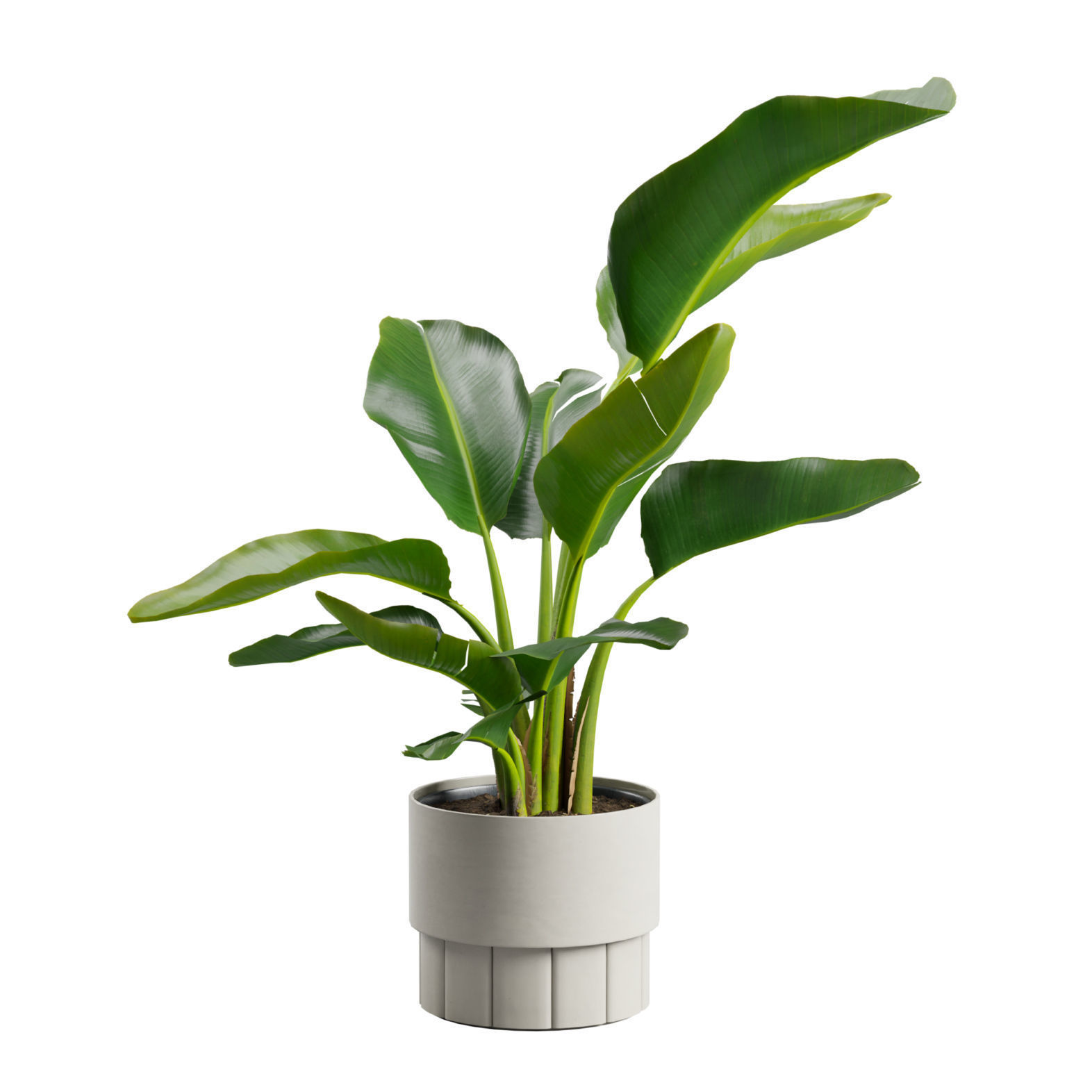 Small Strelitzia Plant  3D model_8