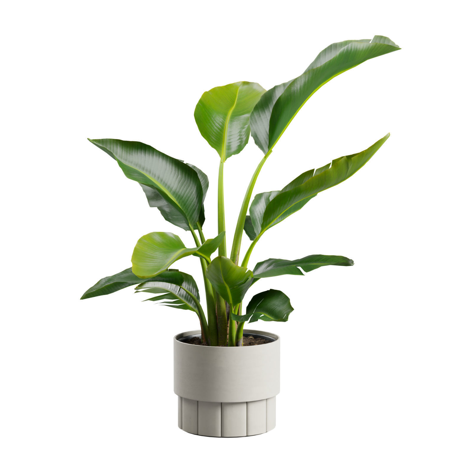 Small Strelitzia Plant  3D model_5