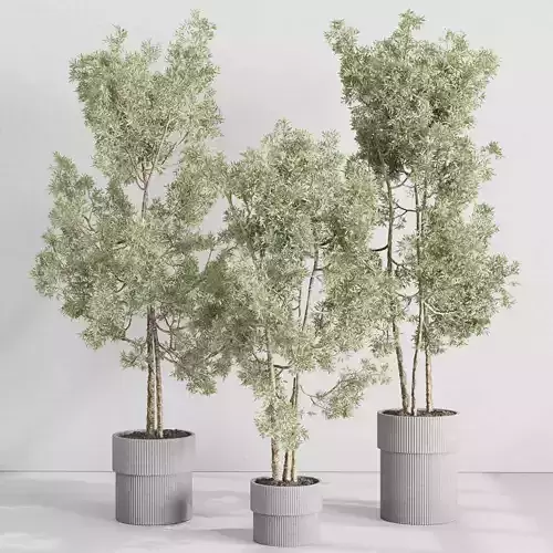 Tree in a concrete vase - indoor Plants 531