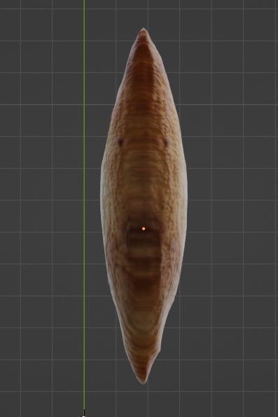 3D Sri Lankan Almond Model - Blender 3D model_2