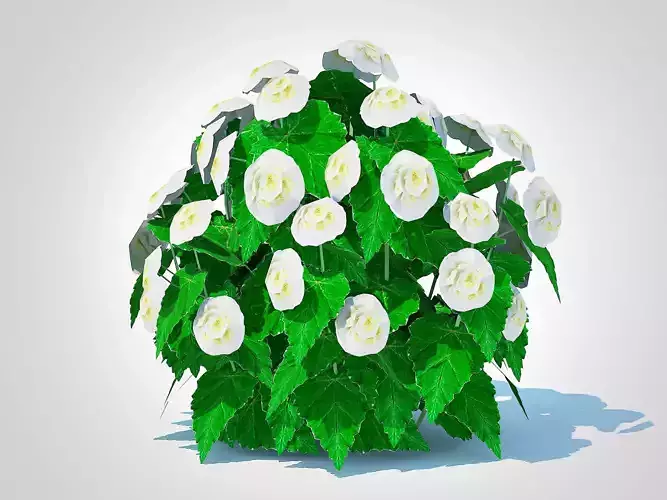 Plant  Begonia -White