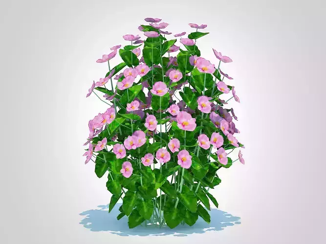 Plant  Begonia semperflorens - pink