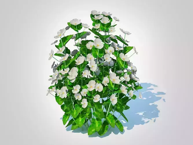 Plant  Begonia semperflorens - white 