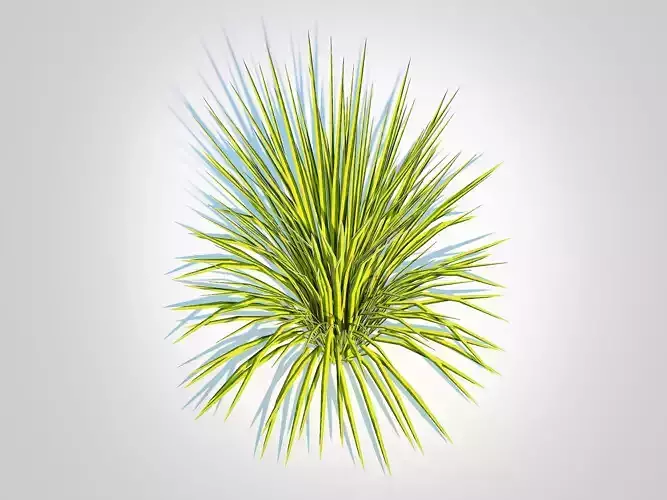 plant  Acorus gramineus Oborozuki - Sweet Flag