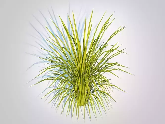 Plant  Acorus gramineus Ogon - Sweet Flag