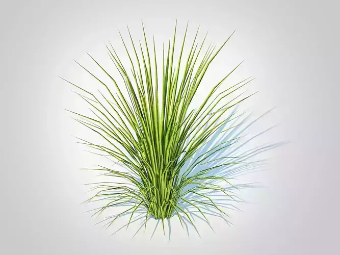 Plant  Acorus gramineus variegatus - Sweet Flag