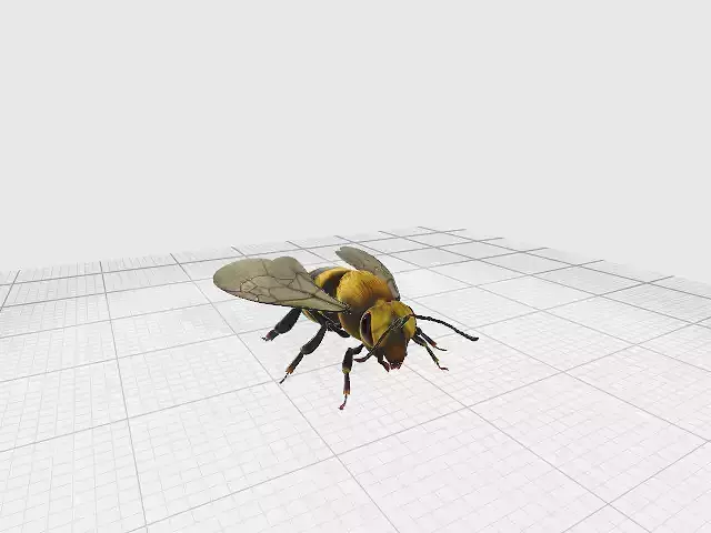 bee 3D